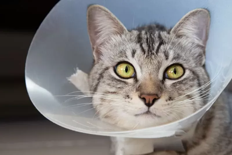 Exploring the Optimal Timing for Cat Spaying: When Is Too Late
