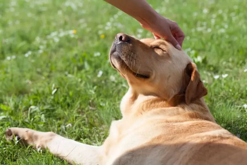 5 Ways to Keep a Dog Happy & Healthy