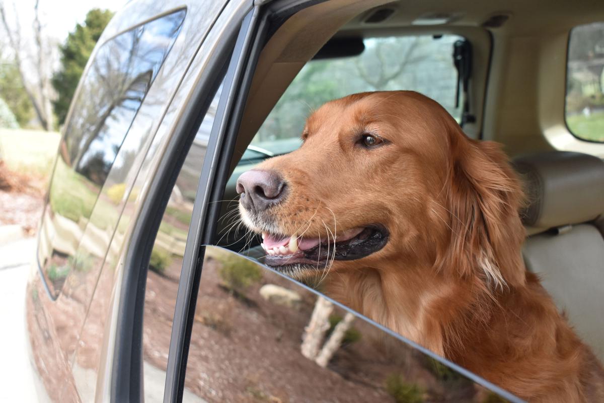 Entrena a tu perro para lidiar con los mareos