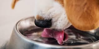 How Much Water Does a Puppy Need? - PetPlace