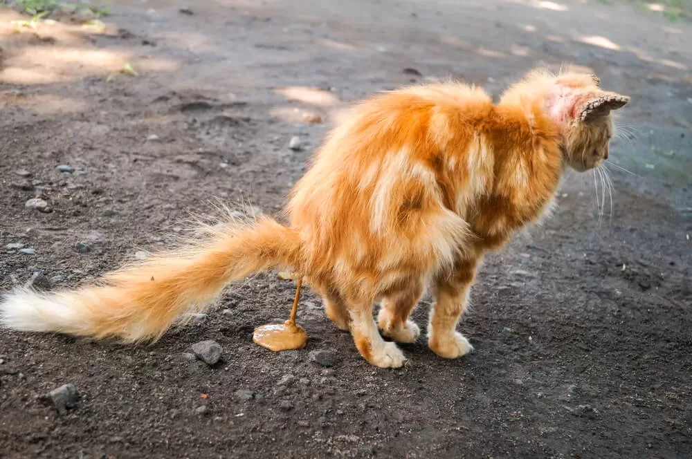 Diarrhea in Cats