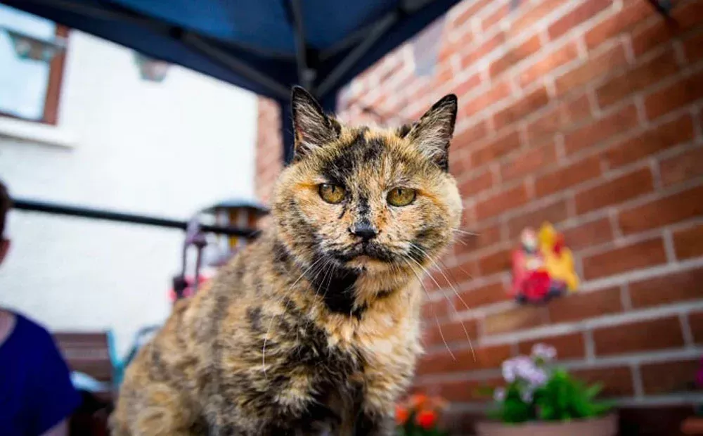 Decoding why cats are afraid of cucumbers puainta 