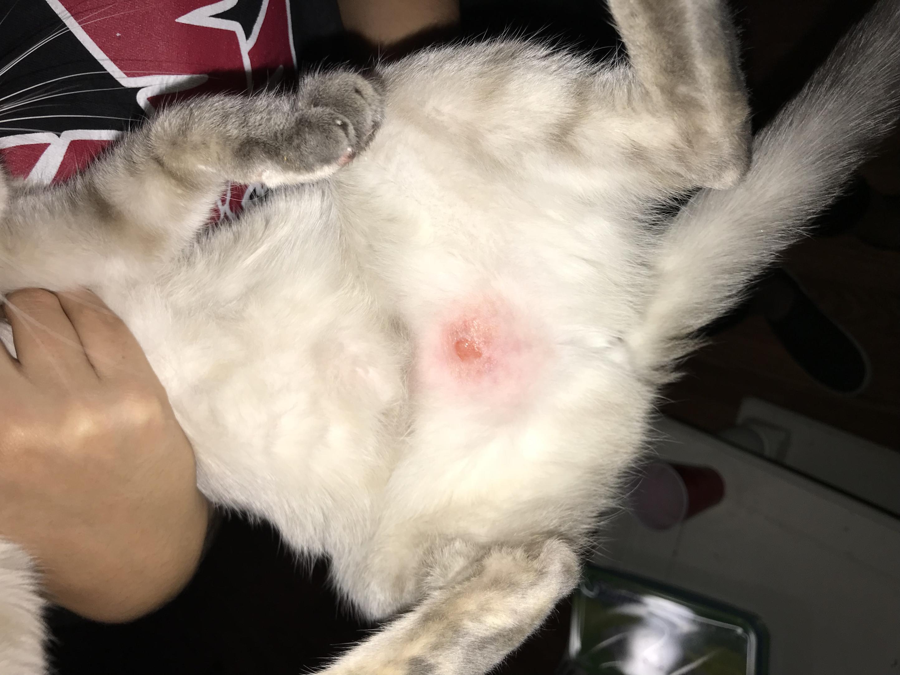 hot spots on cats