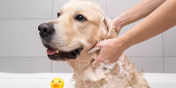 Alergias a los perros y salud de la piel: tratamientos que van más allá del baño