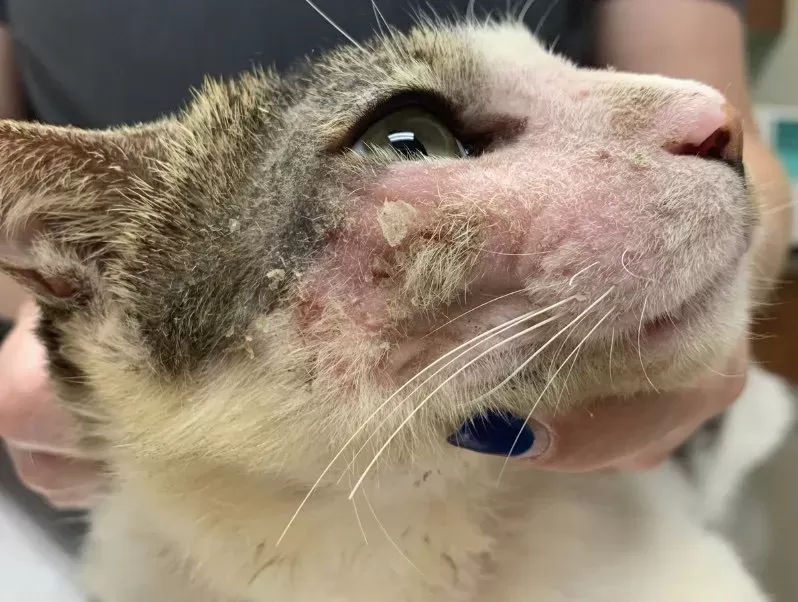 allergies in cats