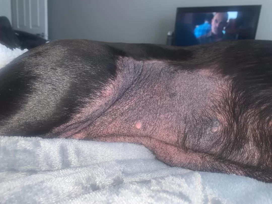 allergies in dogs symptoms