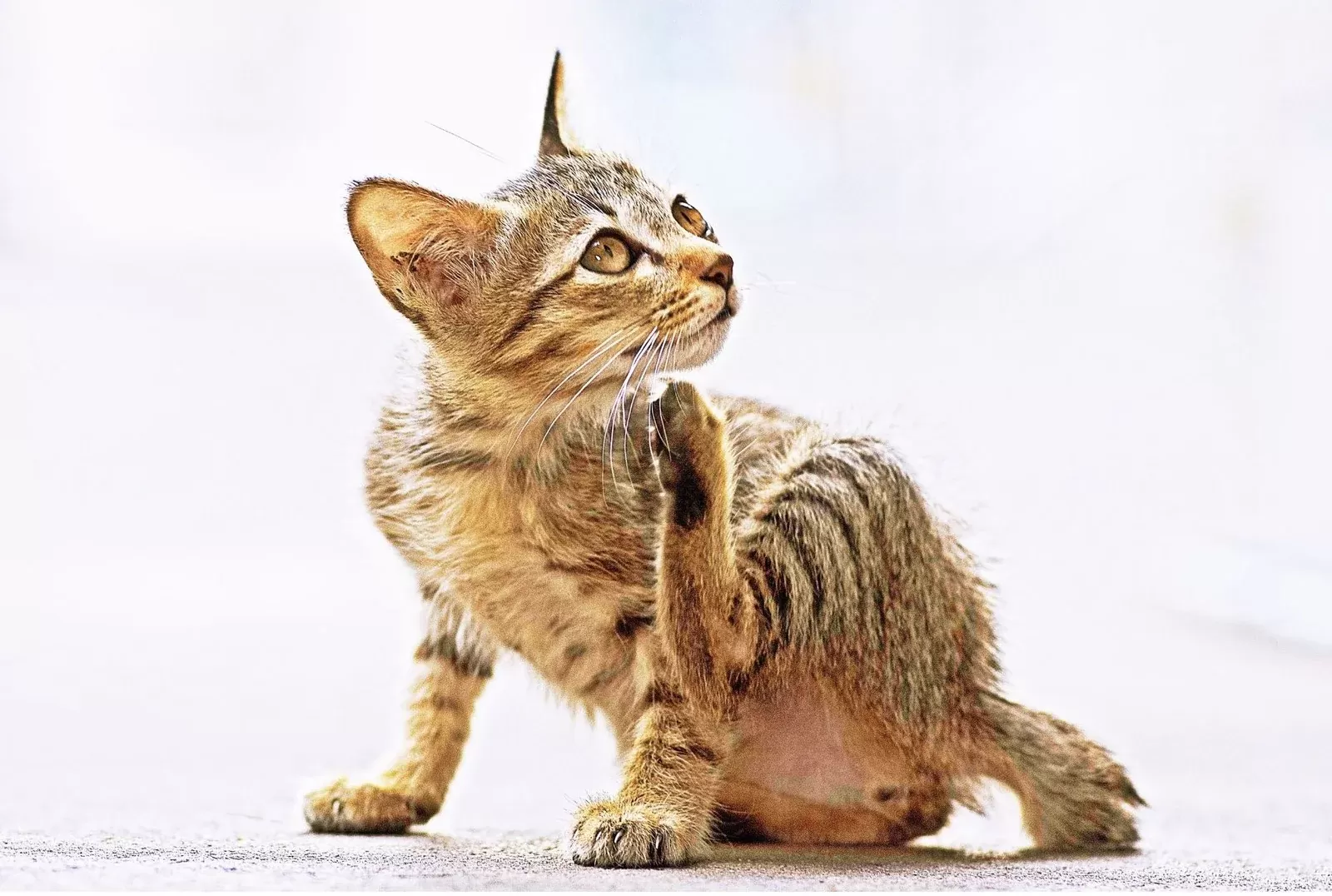 Alerji Mevsimi için Kedi Bakımı İpuçları