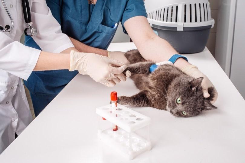 cat allergy test