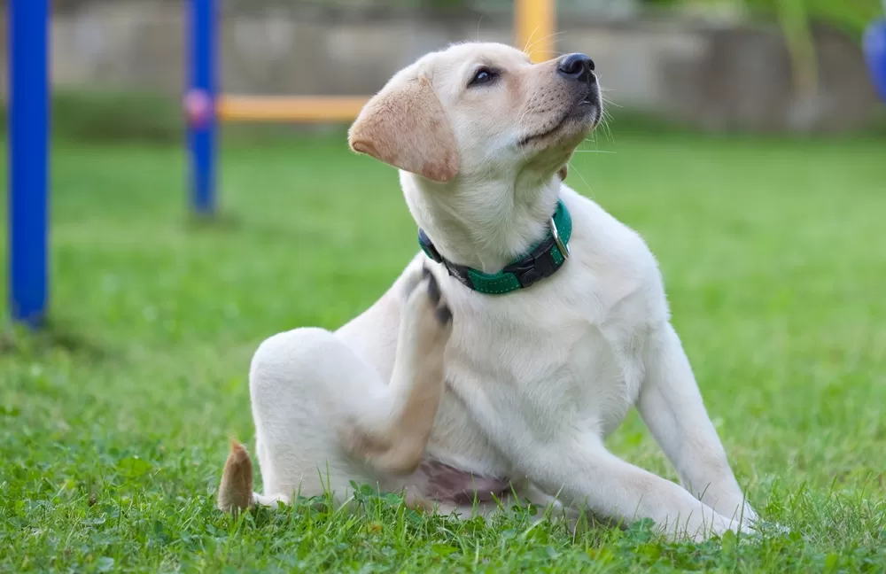 dog itchy skin caused by allergies
