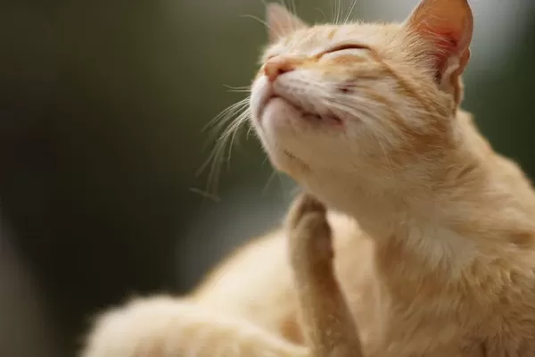 skin allergies in cats