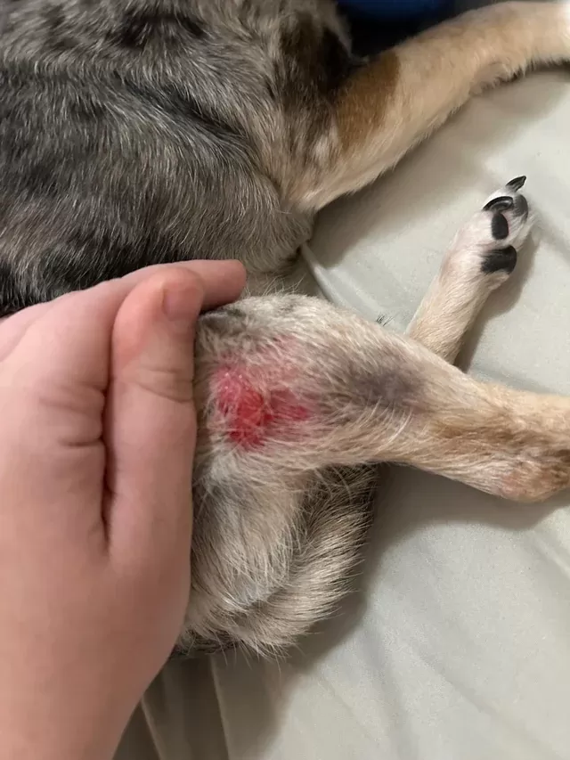 pontos quentes de cães causados por alergias de pele
