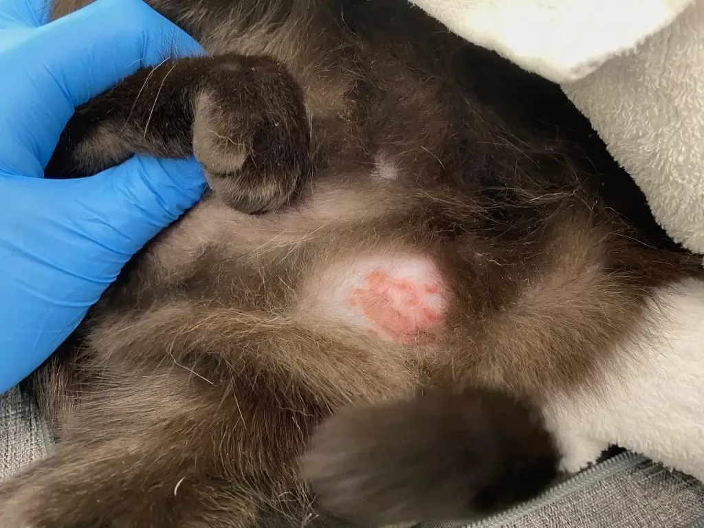 allergies in cats scabs