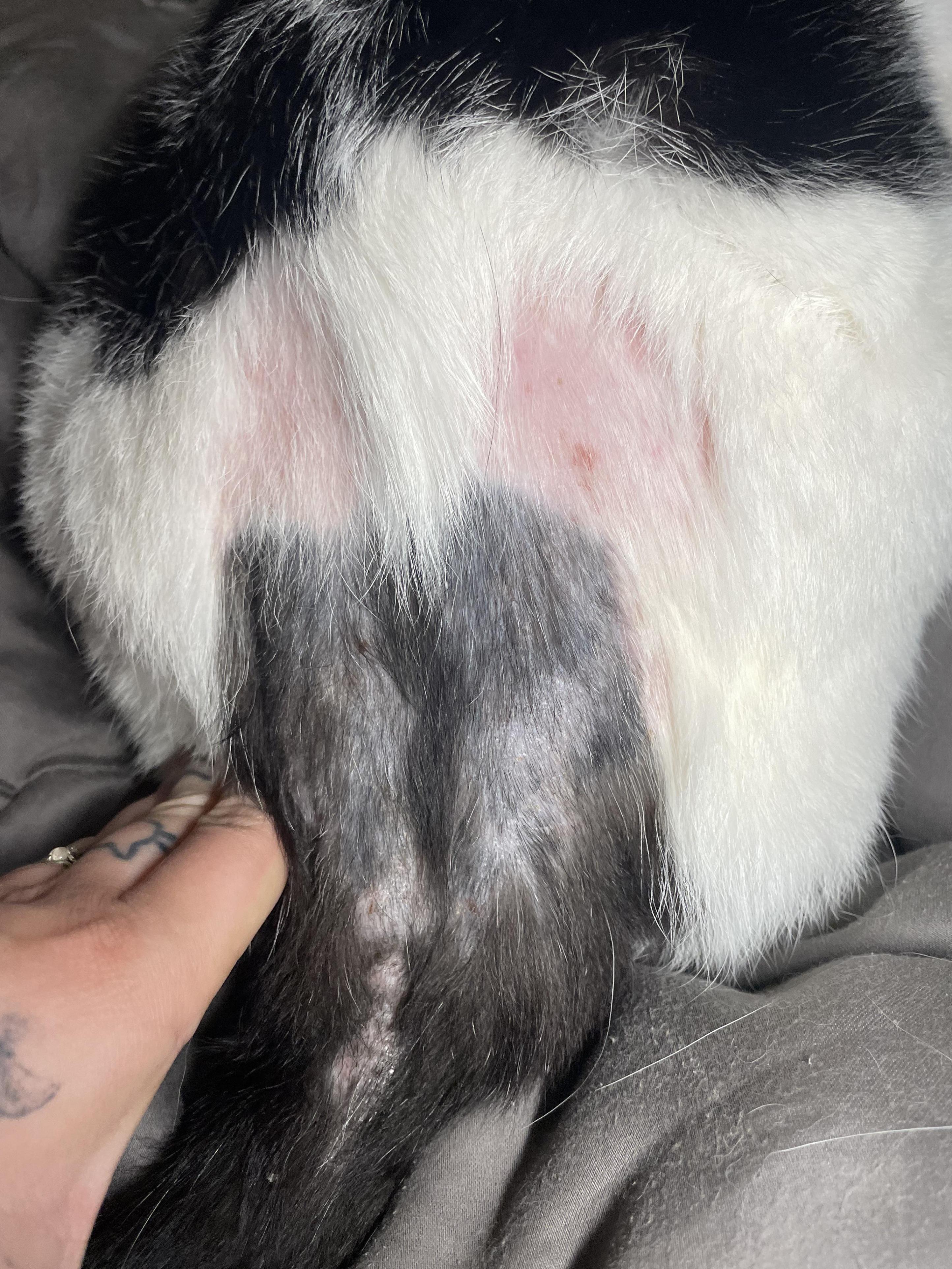 skin issues on cats