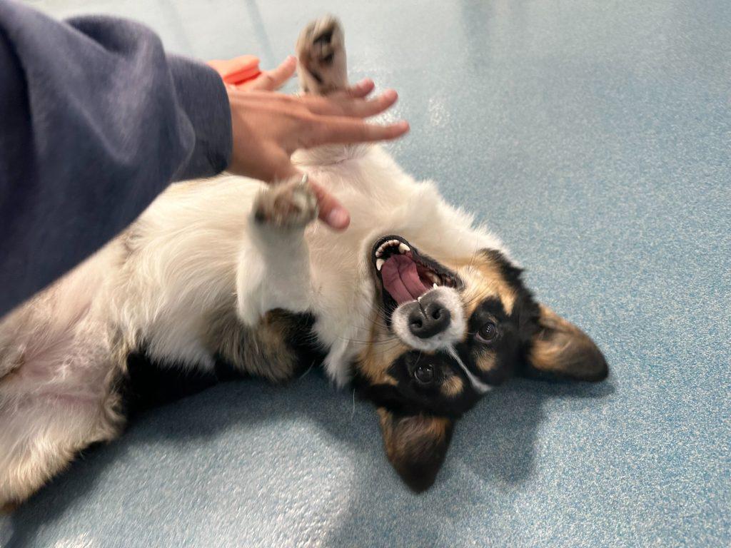 Köpeklerde alerjileri kötüleştirebilecek günlük alışkanlıklar