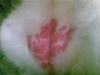 cat skin allergy