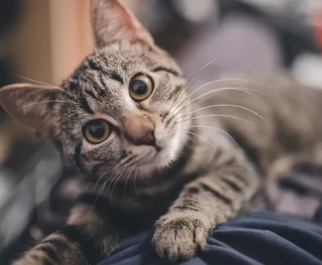 Cat Hot Spots Made Simple: Symptoms, Relief, and When to See a Vet