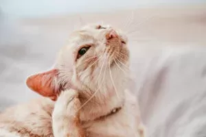 itchy cat caused by allergies
