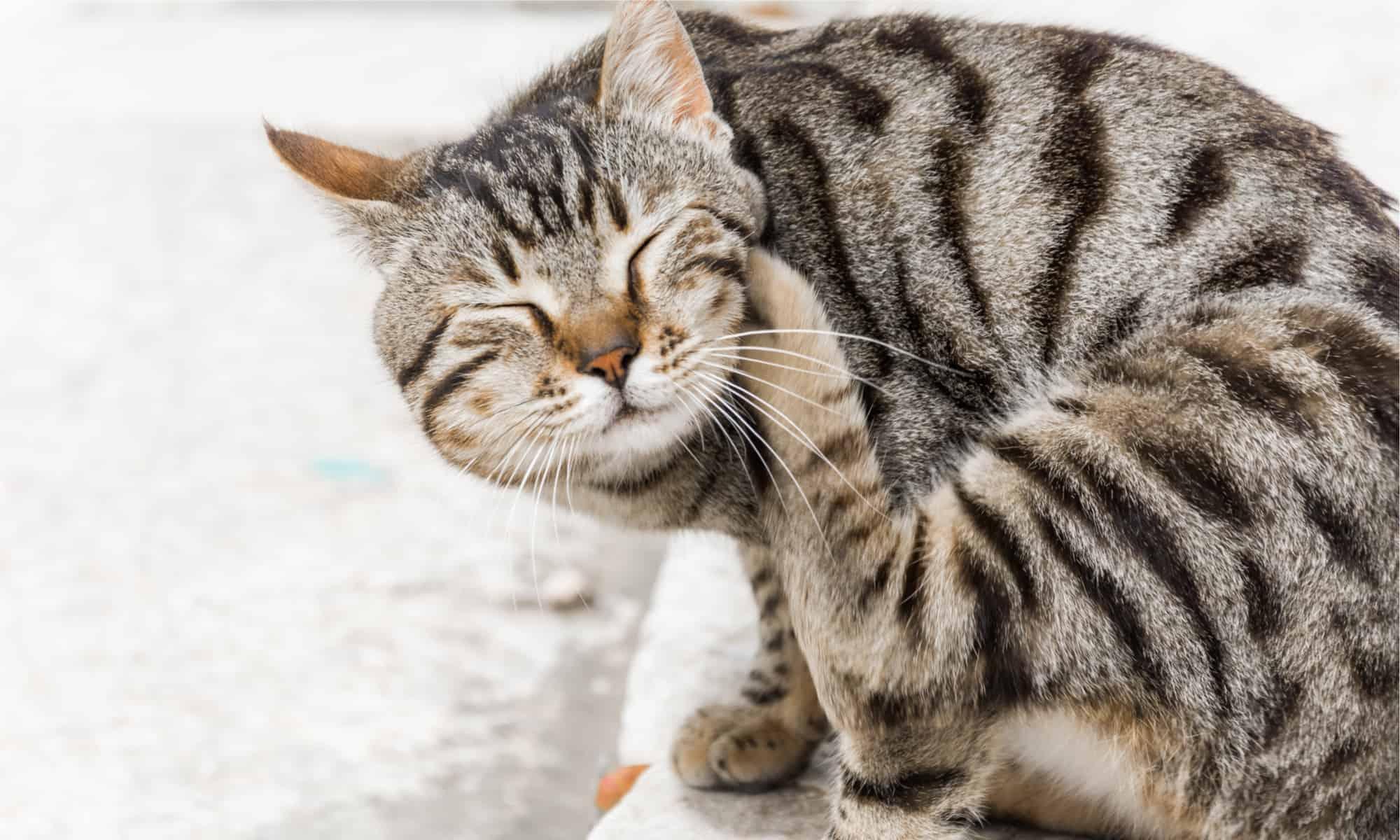 Hassas Kediler: Cilt Alerjilerini Azaltmak İçin İpuçları