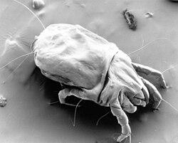 dust mites lead to itchy skin on cats