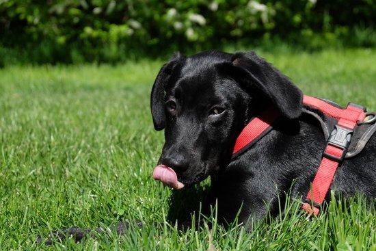 Preventing Dog Hot Spots Before They Start