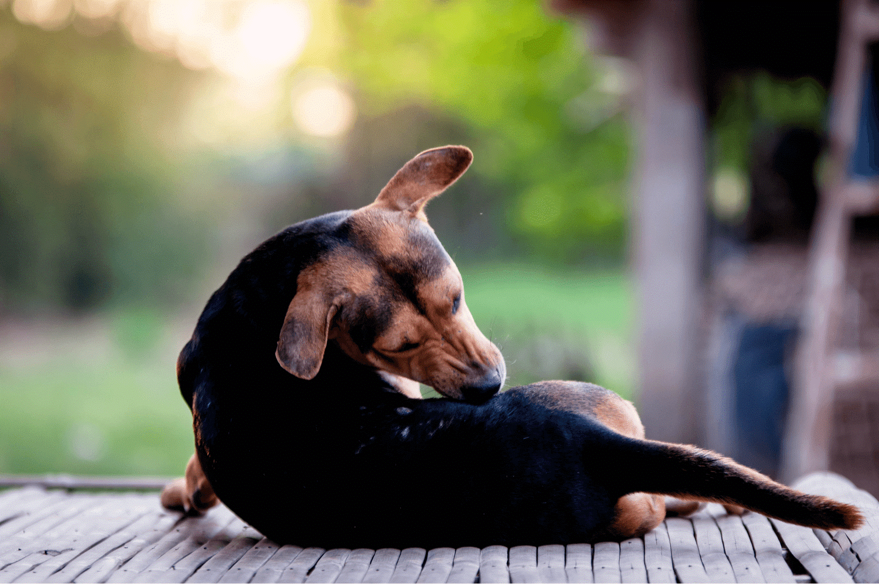 perro con picazón con alergias en la piel