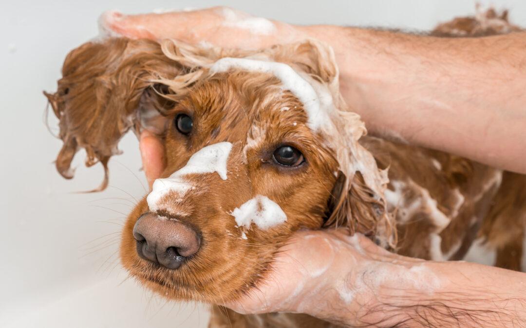 allergies in dogs