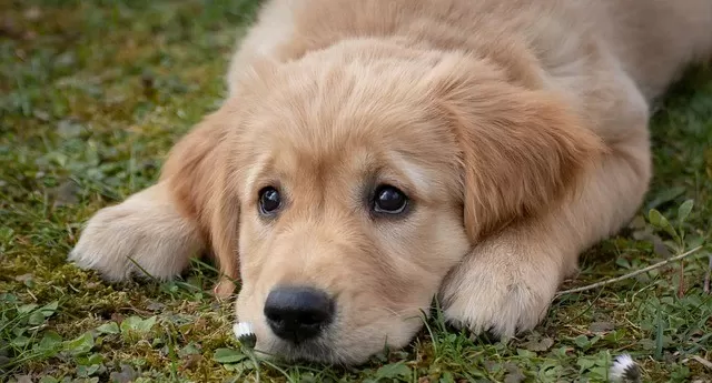 The Truth About Hot Spots in Dogs: Prevention, Causes, and Medications