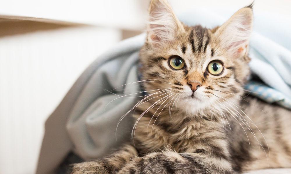 Hassas Kedilerin Bakımı: Cilt Alerjilerini Azaltmak İçin Etkili İpuçları