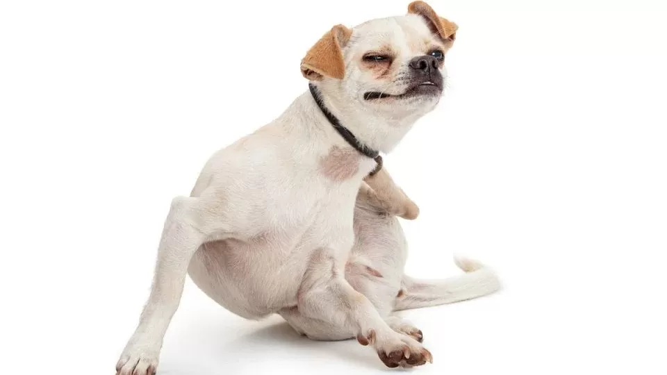 allergies in dogs
