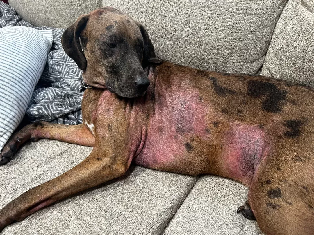 perros alérgicos piel roja en perros