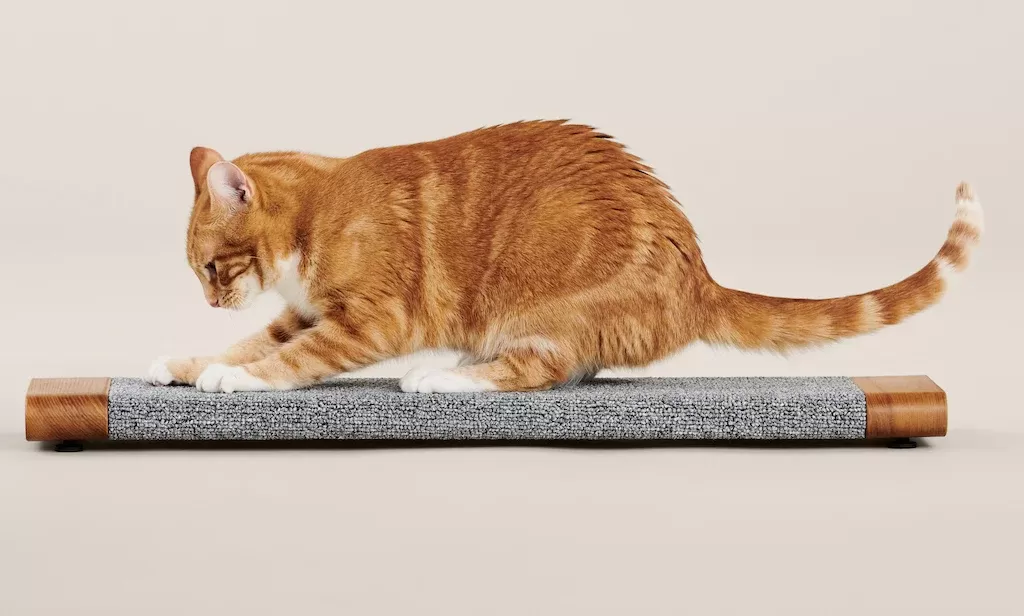 chat réduire le stress en griffonnant 