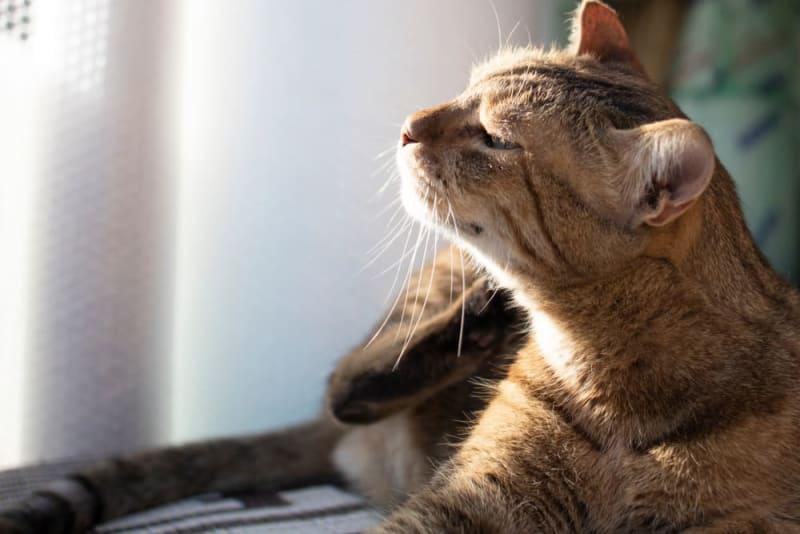 Understanding Hot Spots on Cats from Climate Extremes Indoors