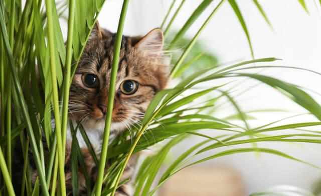 Can Hot Spots on Cats Be Linked to Indoor Plants