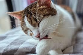 Behavioral Hot Spots: Cats That Lick or Bite Due to Pain or Arthritis