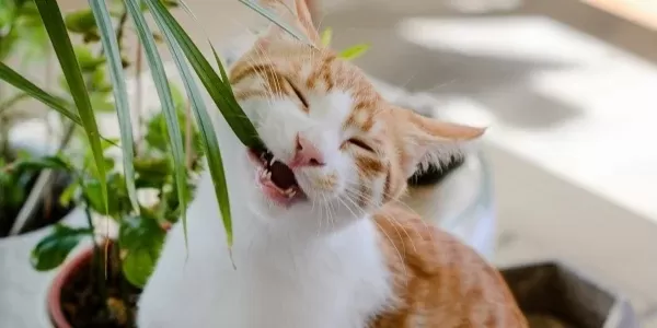 Les plantes d’intérieur peuvent-elles créer des points chauds sur les chats