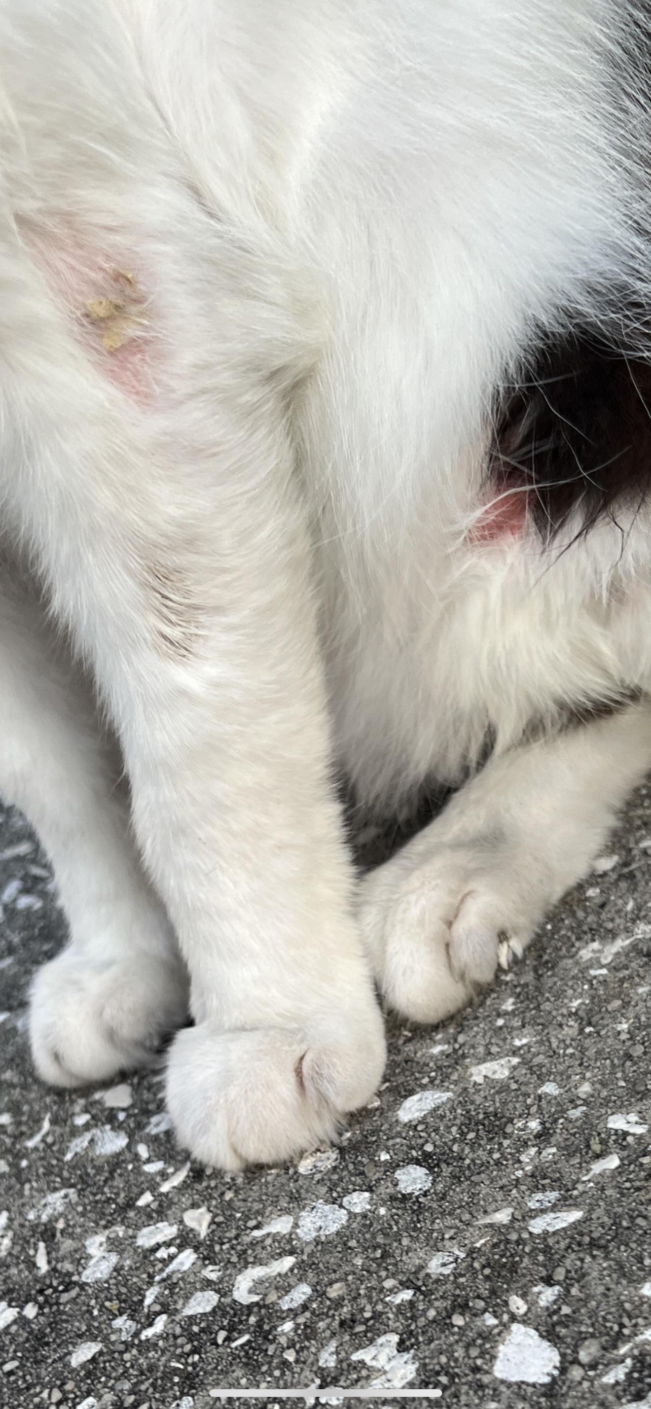 fotos de pontos quentes em gatos