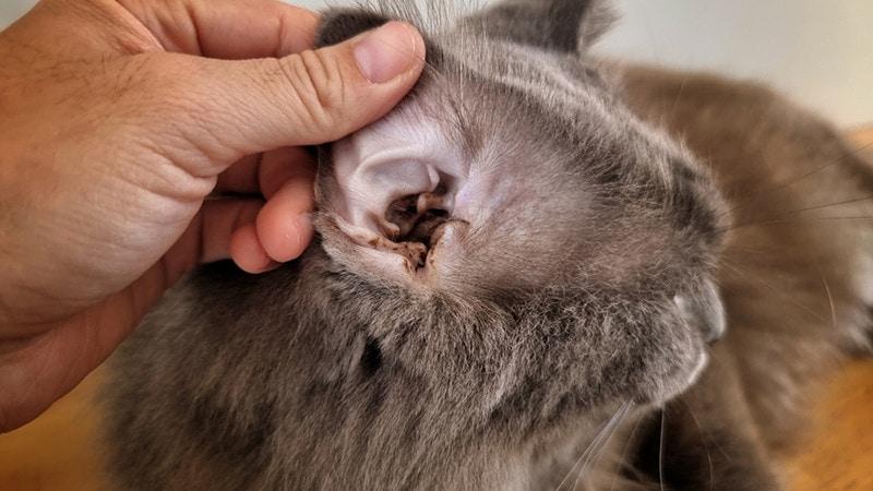 gato com orelha infecções causadas por alergias alimentares 