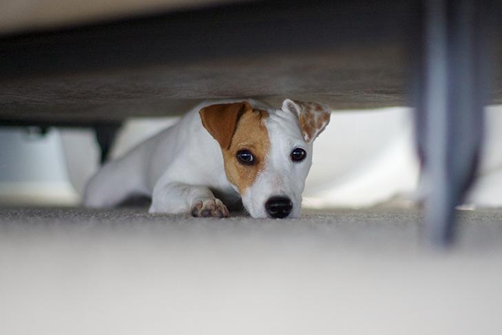 cão ansioso tem pontos quentes