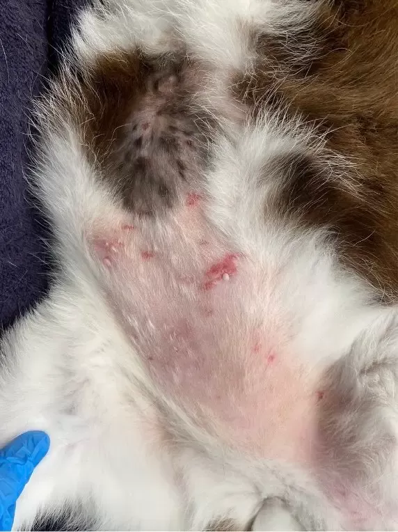 alergias levam a pontos quentes na barriga do gato