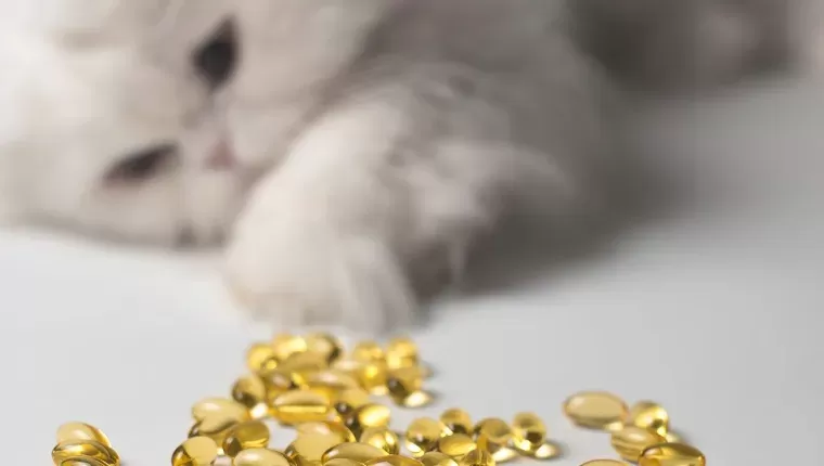 Anti-Inflammatory Supplements for Cats: Treating & Preventing Hot Spots