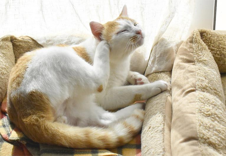 Katze mit Hot Spots, die sich kratzt