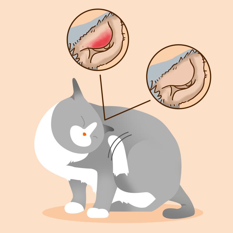 Puainta® Quantum Ear Drop - Alivia la picazón, limpia la cera