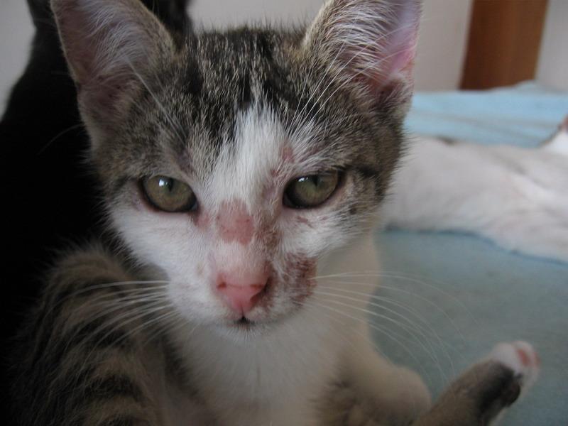 fungal infection in cats