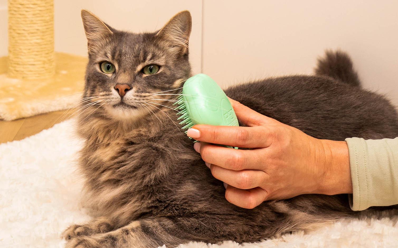 Pflegen Sie eine Katze, um Hot Spots zu vermeiden