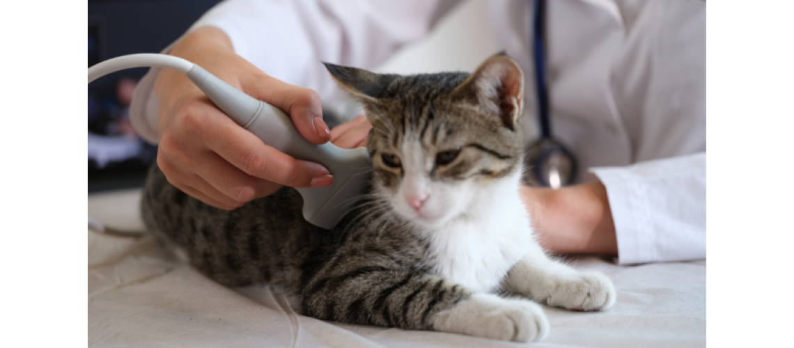 Tierarztprüfung auf Hot Spots bei Katzen