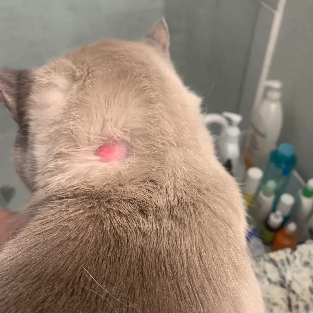 Fotos de pontos quentes em gatos