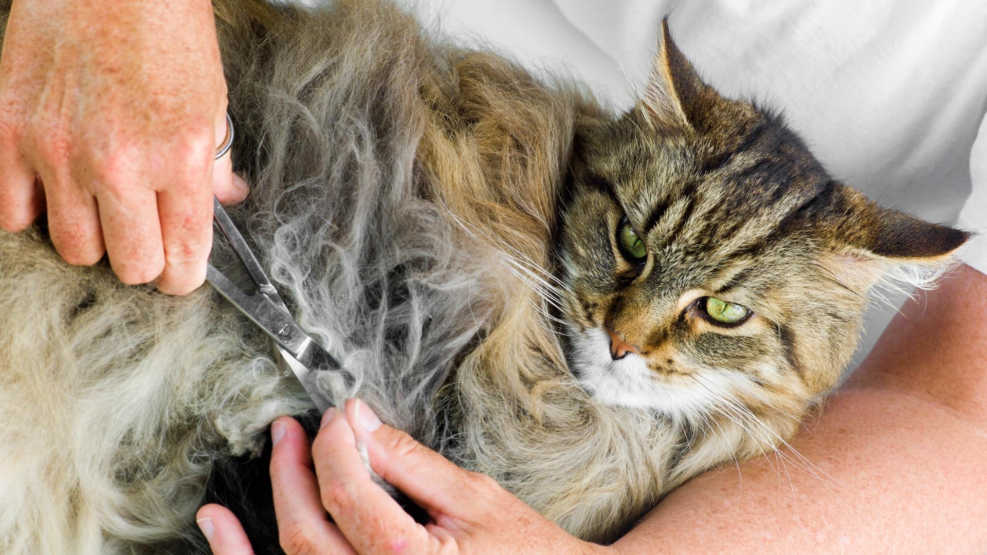 matted fur triggers hot spots on cats