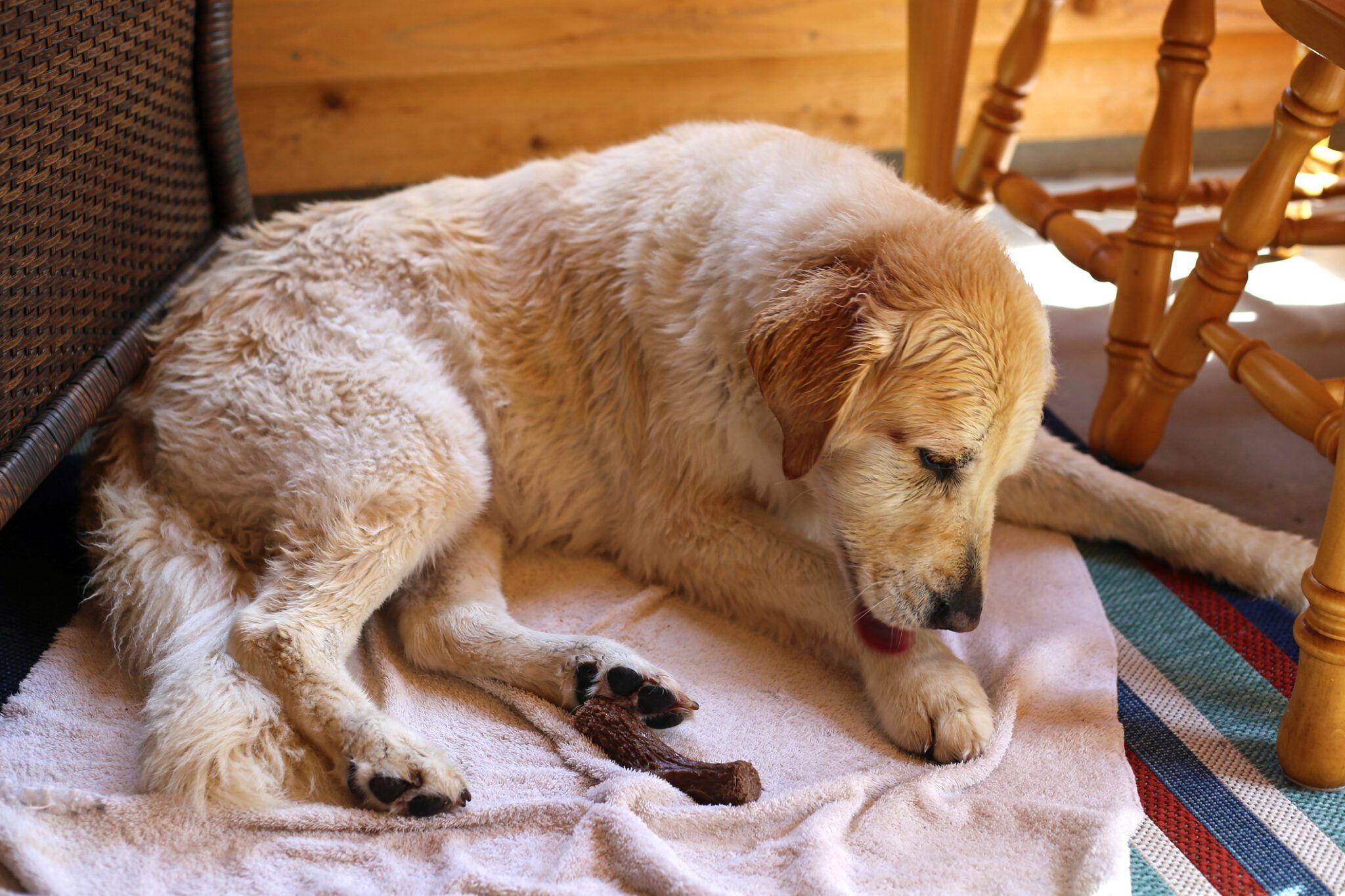 The Real Causes of Hot Spots in Dogs: Beyond Fleas and Allergies