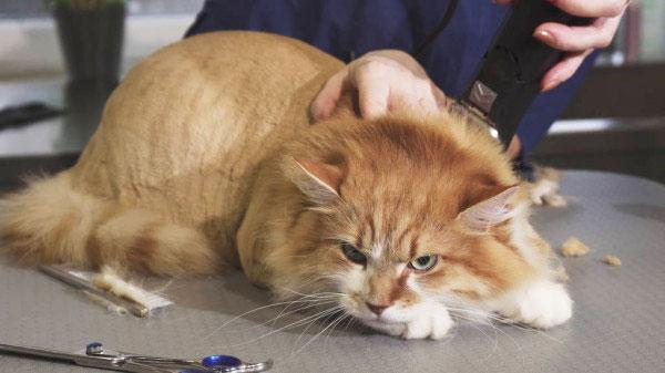 eine Katze zu stark rasieren