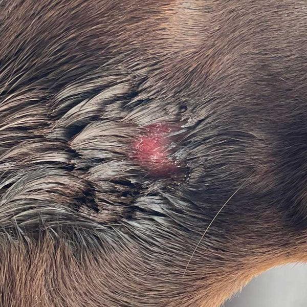 pontos quentes em cães após nadar
